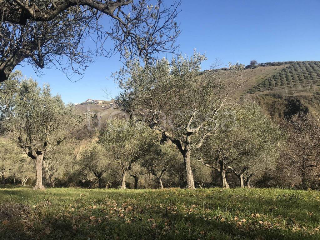 immagine annuncio 2 di 7