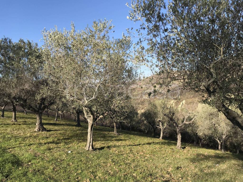 immagine annuncio 4 di 7