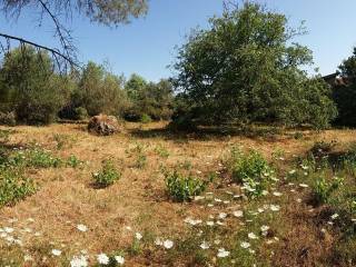 Terreno residenziale in vendita a giave via san cosimo s.n.c