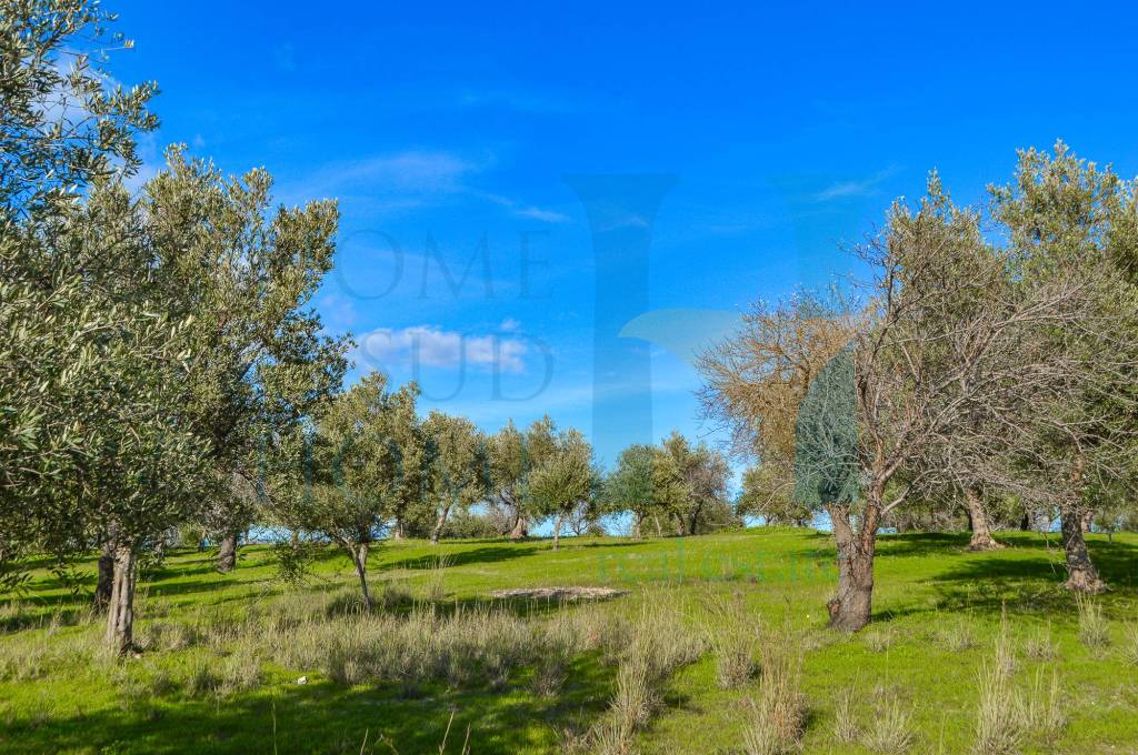 immagine annuncio 6 di 14