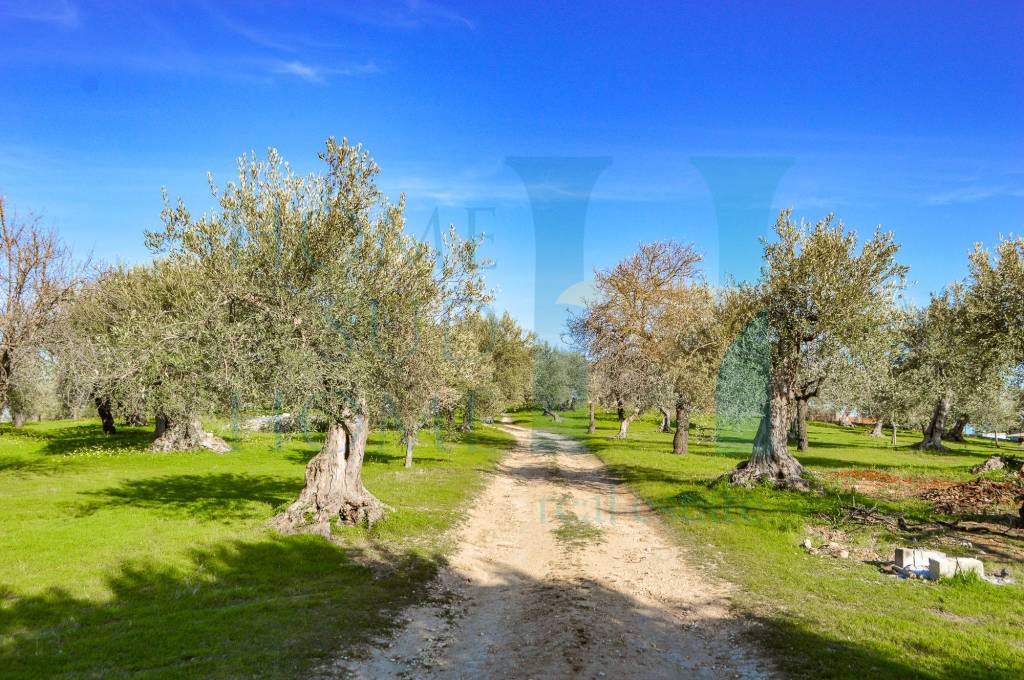 immagine annuncio 12 di 14