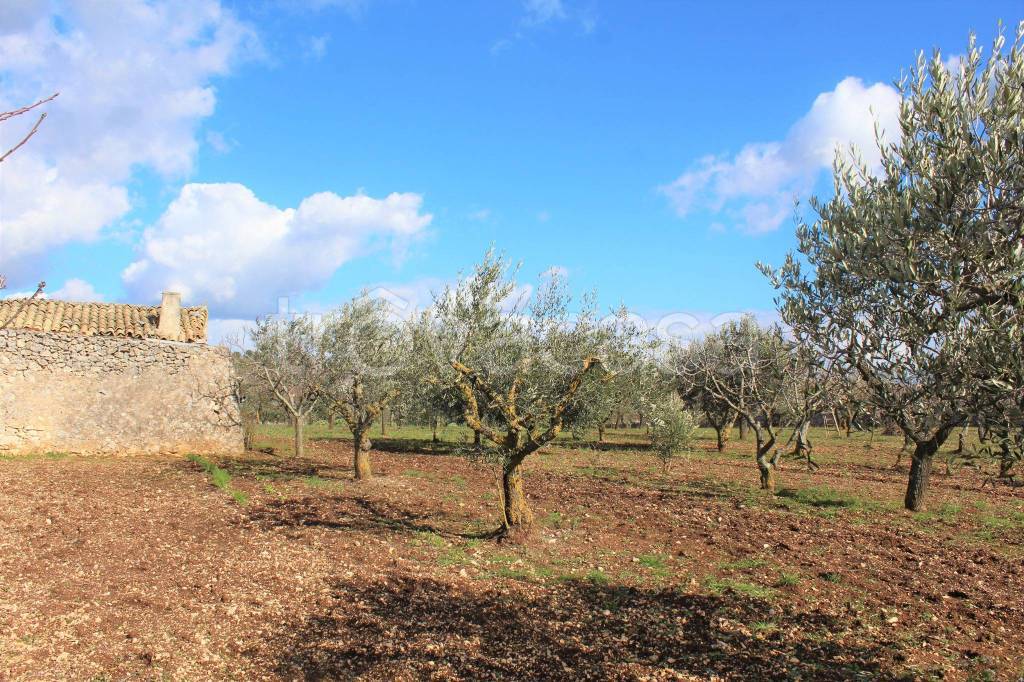 immagine annuncio 7 di 13