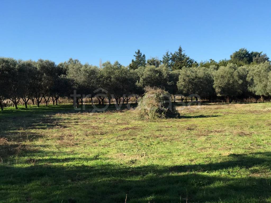 Terreno Agricolo in vendita a Tarquinia località San Giorgio