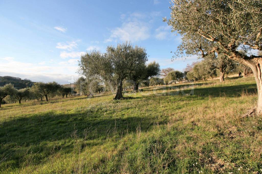 immagine annuncio 5 di 6