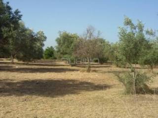 Terreno agricolo in vendita a siracusa traversa cifalino