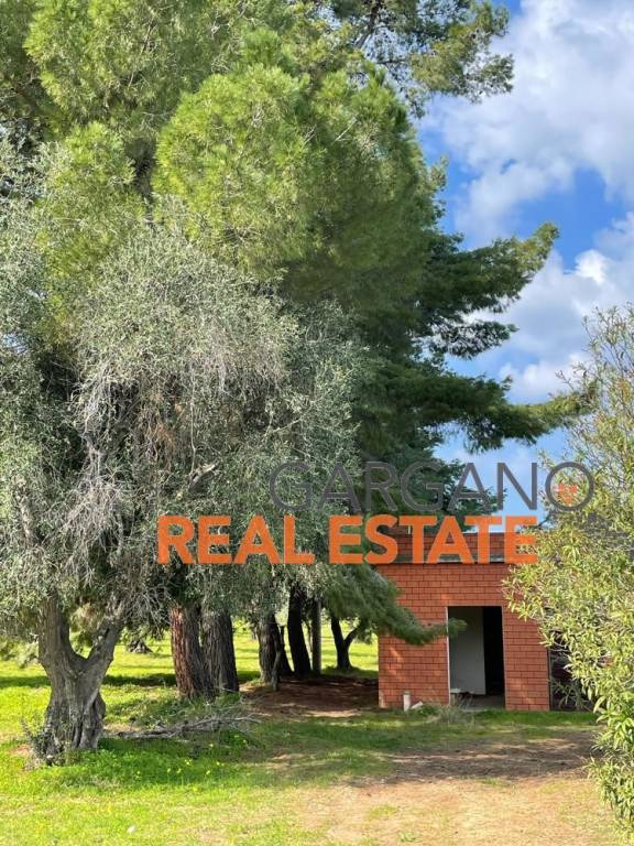 immagine annuncio 2 di 14