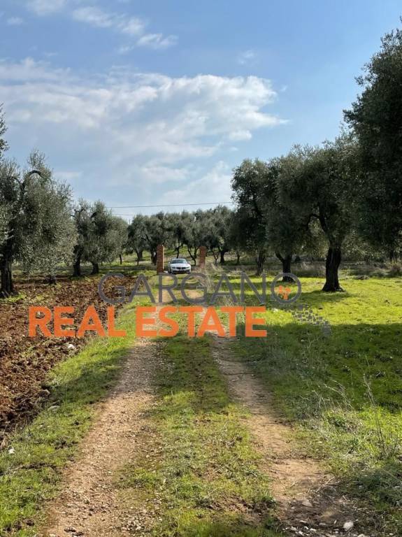 immagine annuncio 10 di 14