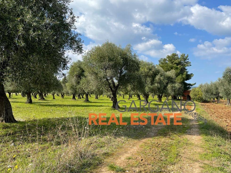 immagine annuncio 4 di 14