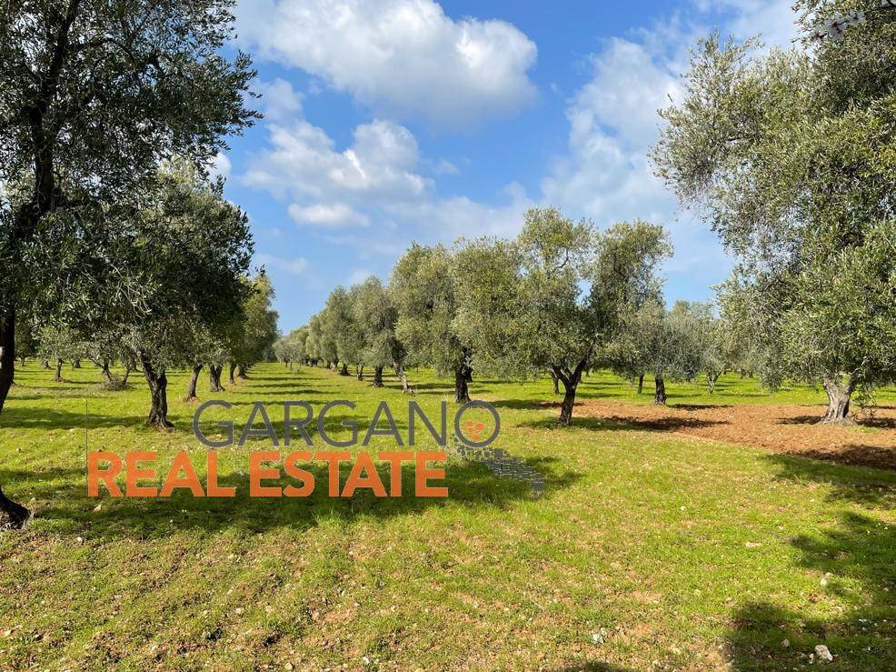 immagine annuncio 8 di 14