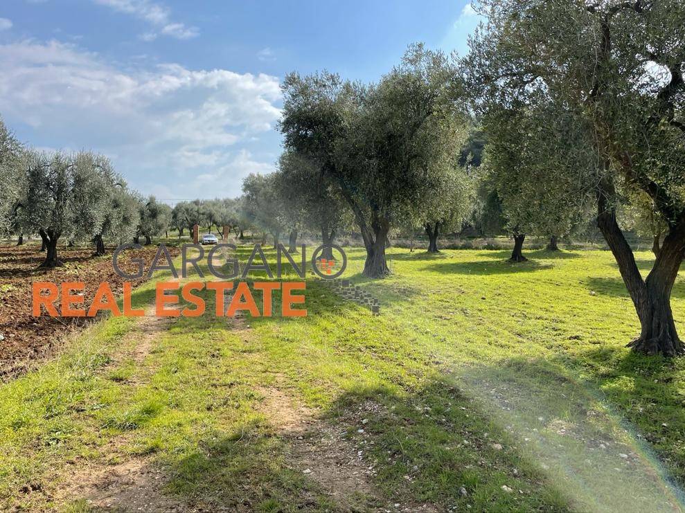 immagine annuncio 9 di 14