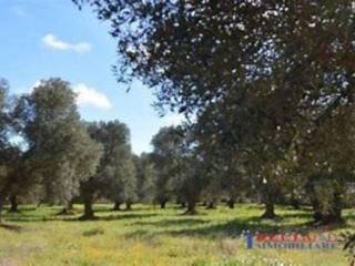 Terreno agricolo in vendita a rosignano marittimo area residenziale vada