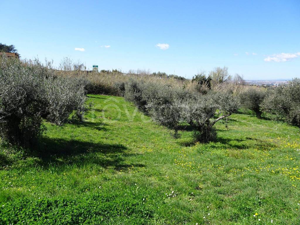 Terreno Agricolo in vendita a Frascati via Colle Pisano