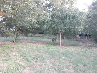 Terreno agricolo in vendita a san cesareo via calcara muratella, 12