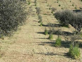 Terreno agricolo in vendita a città sant'angelo via sorripe