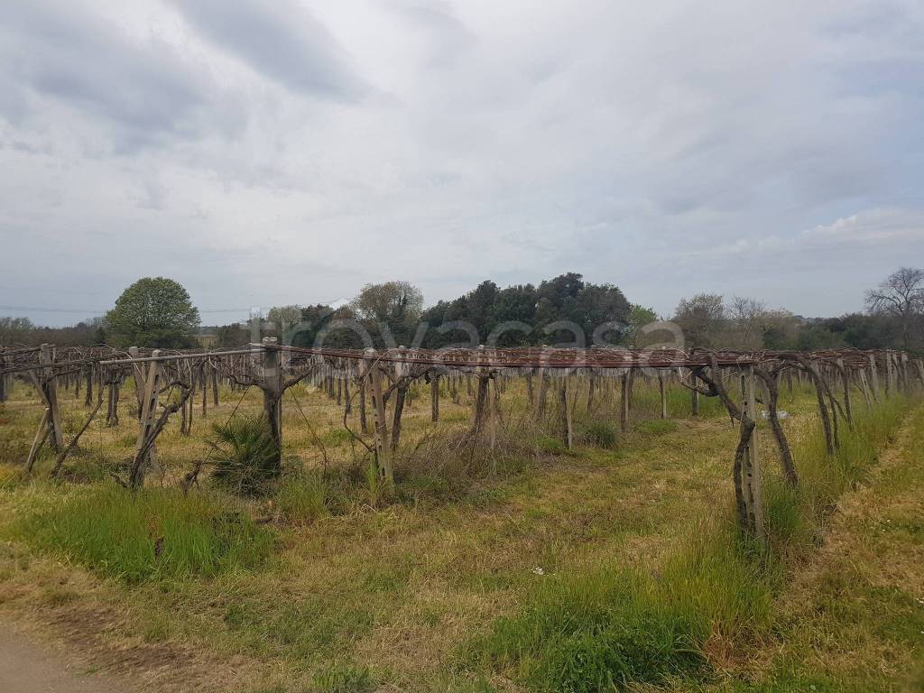 Terreno Agricolo in vendita a Lanuvio via Liri