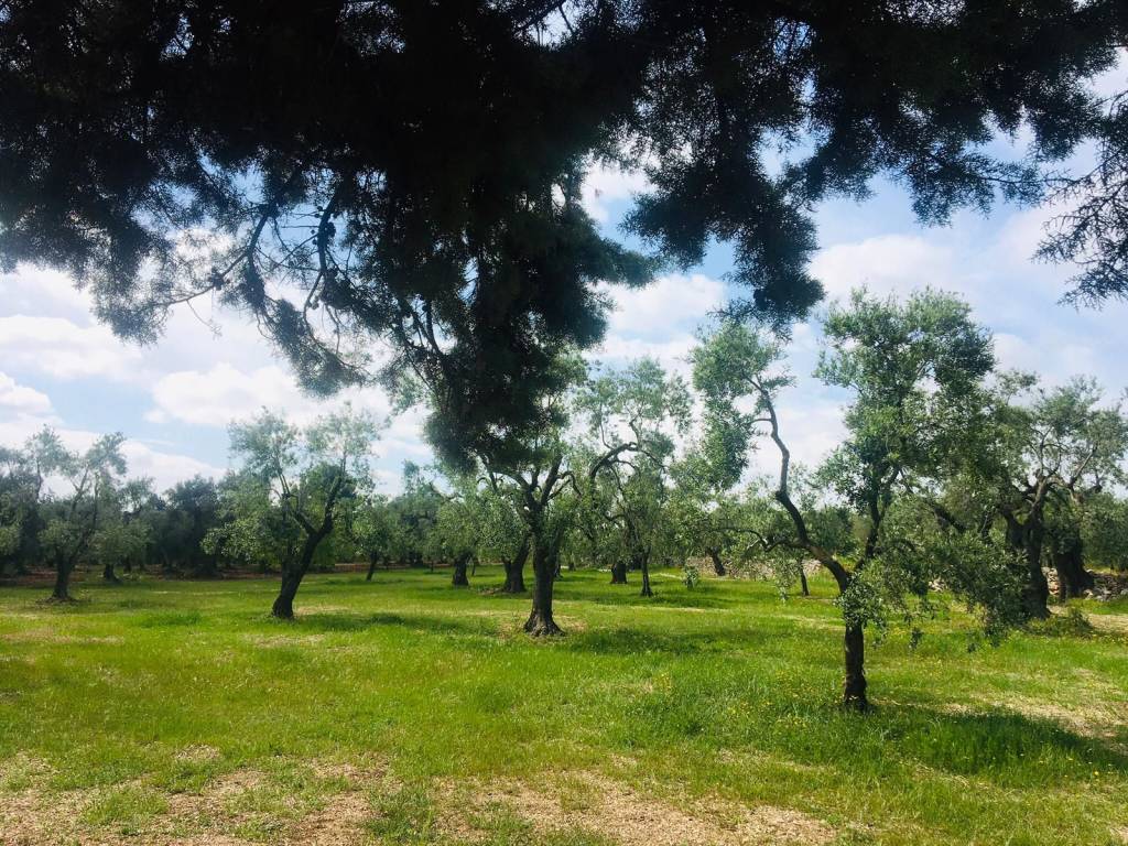 immagine annuncio 3 di 14