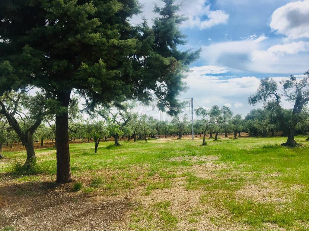 immagine annuncio 4 di 14