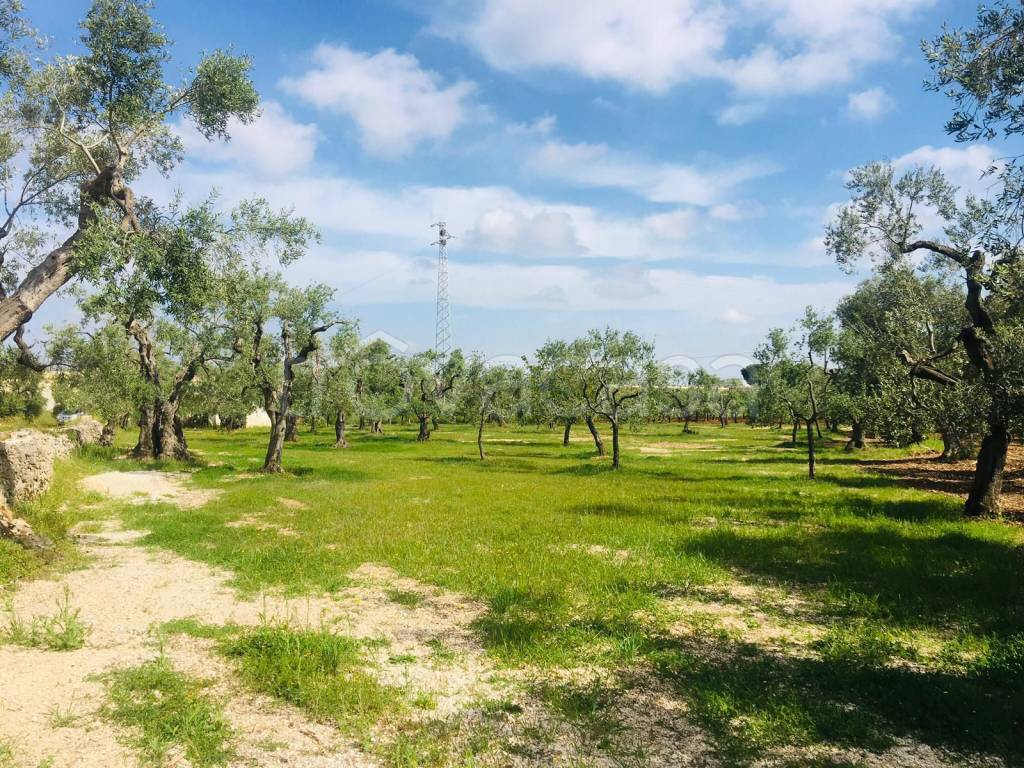 immagine annuncio 9 di 14