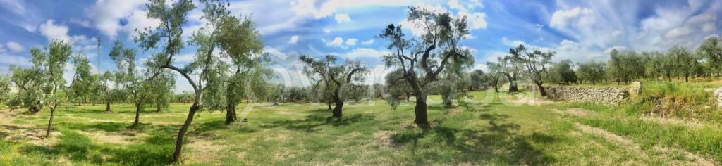 immagine annuncio 10 di 14