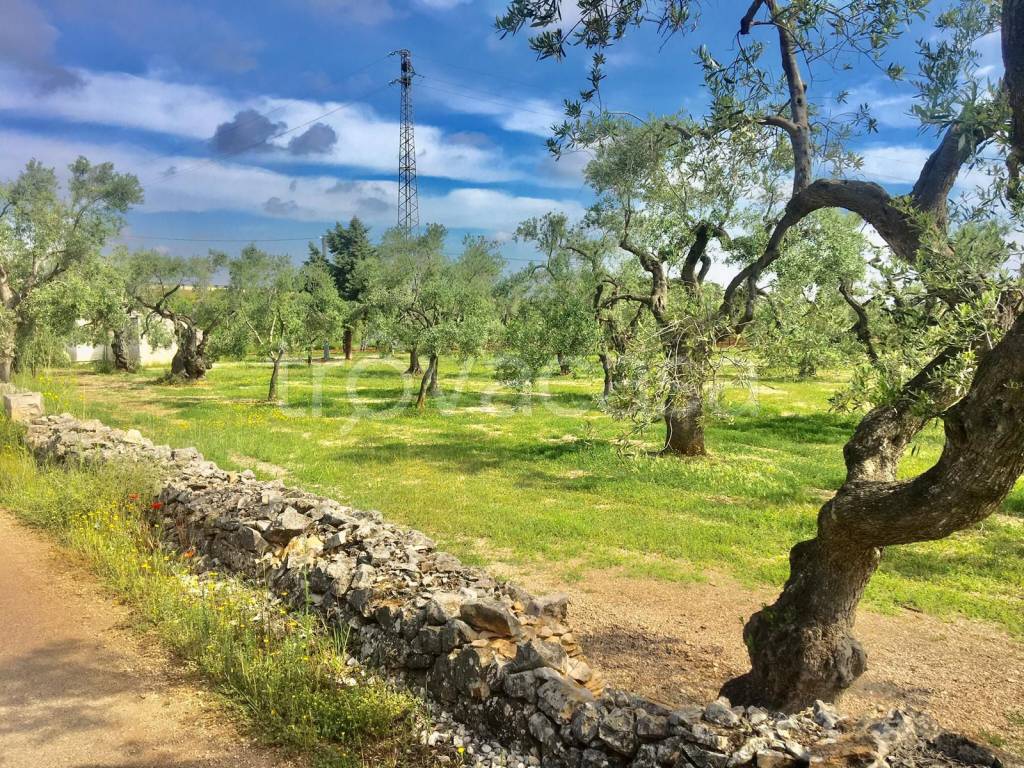 immagine annuncio 11 di 14