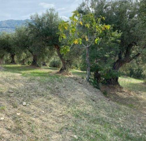 immagine annuncio 8 di 12