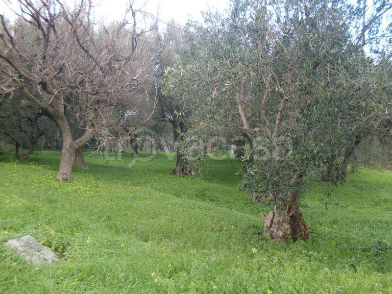 Terreno Agricolo in vendita a Carini via Francesco Cangialosi