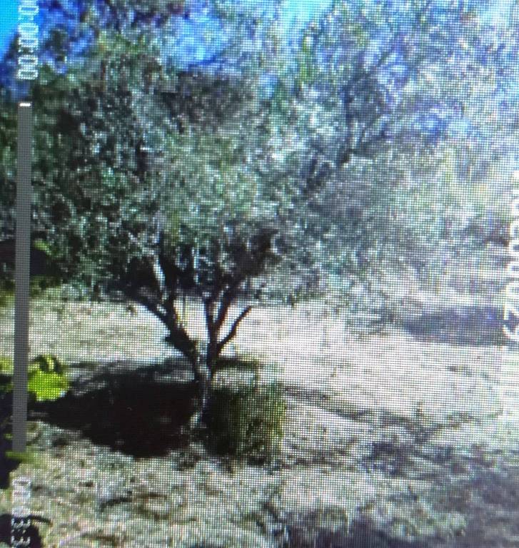 Terreno Agricolo in vendita a Nicosia via Roma, 1