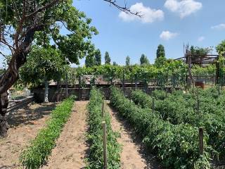 Terreno agricolo in affitto a pollena trocchia via cimitero, 1