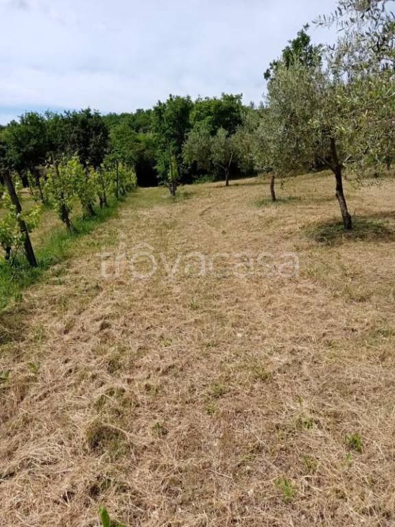 Terreno Agricolo in vendita a Pontelatone via Roma