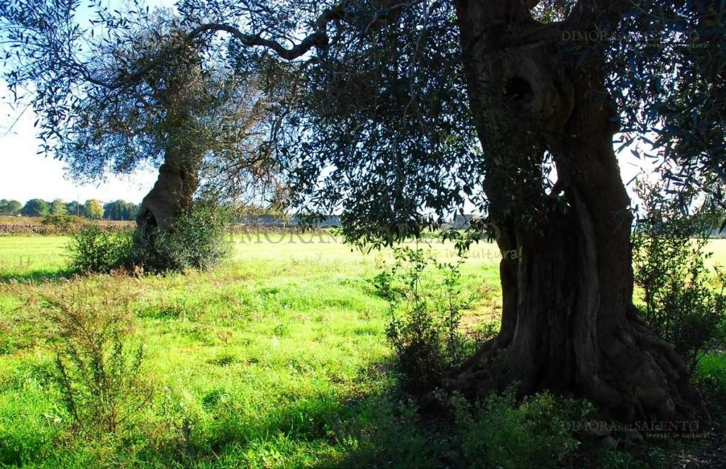 immagine annuncio 7 di 8