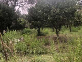 Terreno agricolo in vendita a benestare contrada belloro