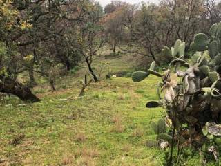 Terreno agricolo in vendita a benestare via regina margherita, 154