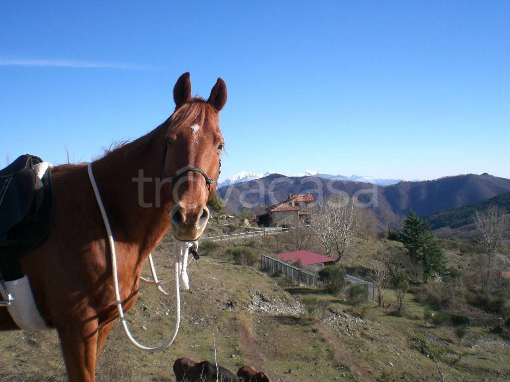 immagine annuncio 5 di 8