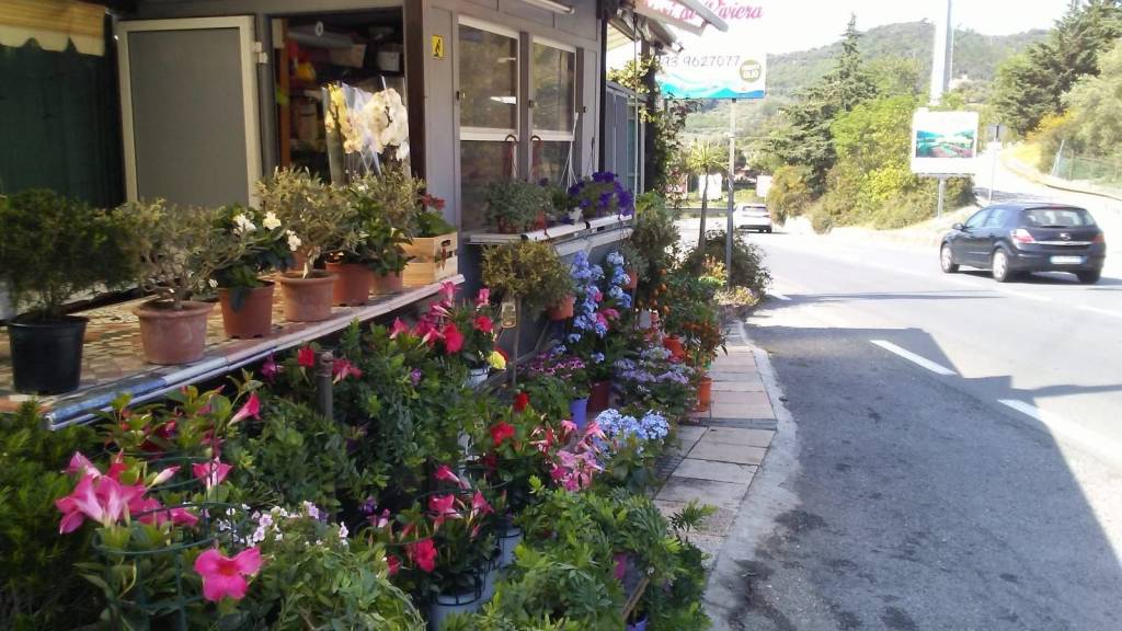 Piante e Fiori in in vendita da privato a Pietra Ligure viale Riviera