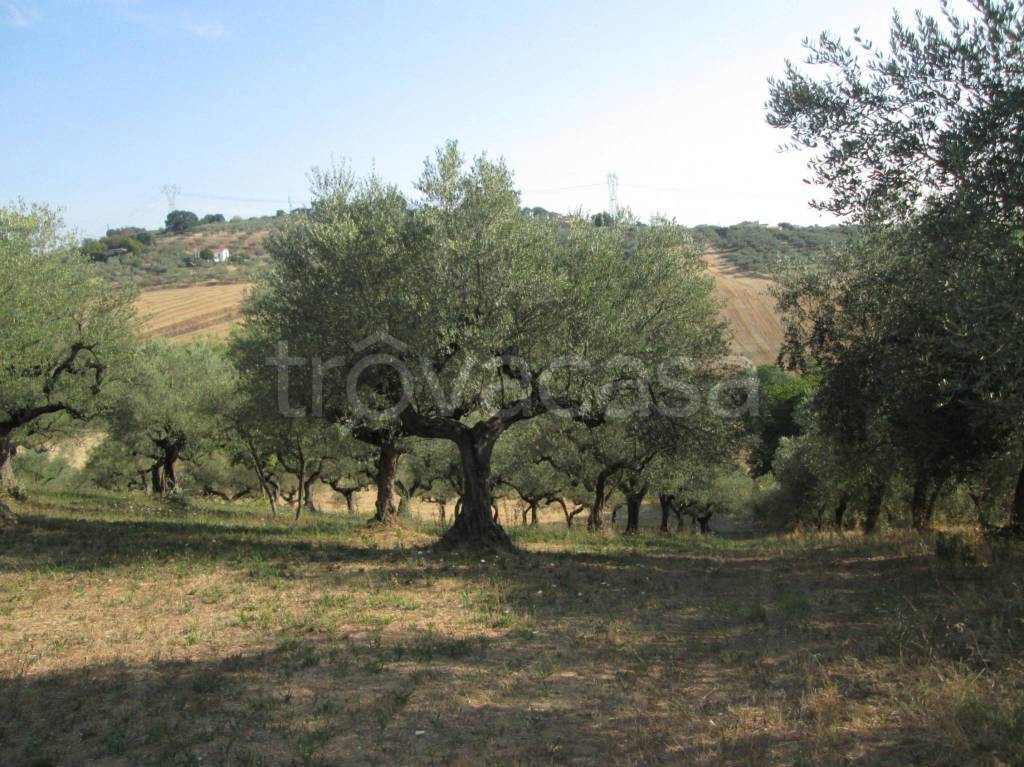 immagine annuncio 1 di 2