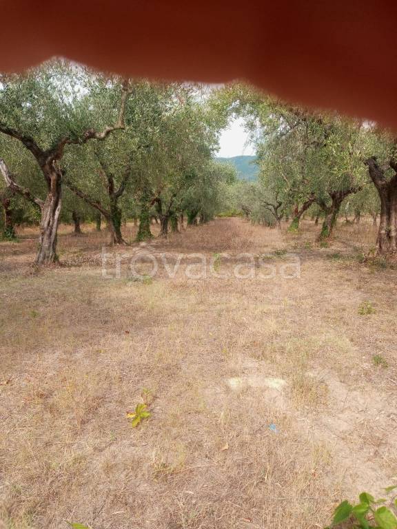 Terreno Agricolo in vendita a Gualdo Cattaneo via Putuense, 49