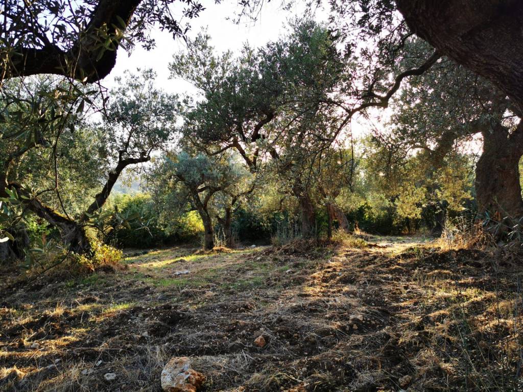 immagine annuncio 3 di 7