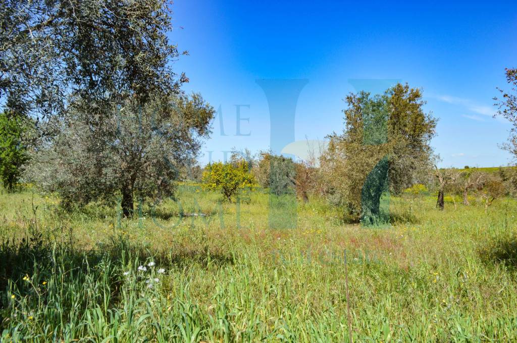immagine annuncio 3 di 7