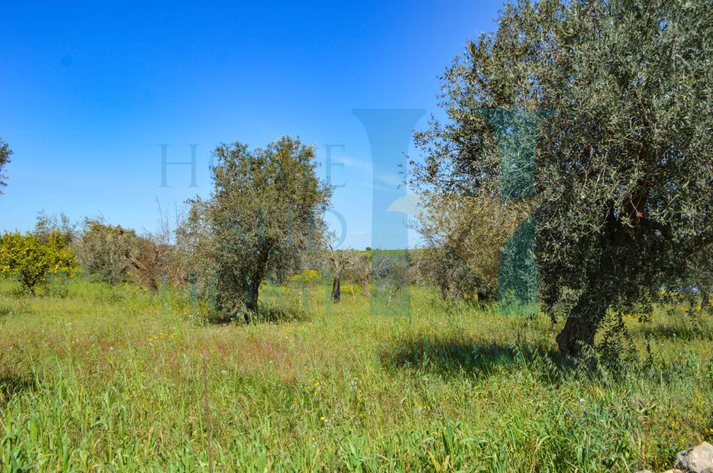 immagine annuncio 2 di 7