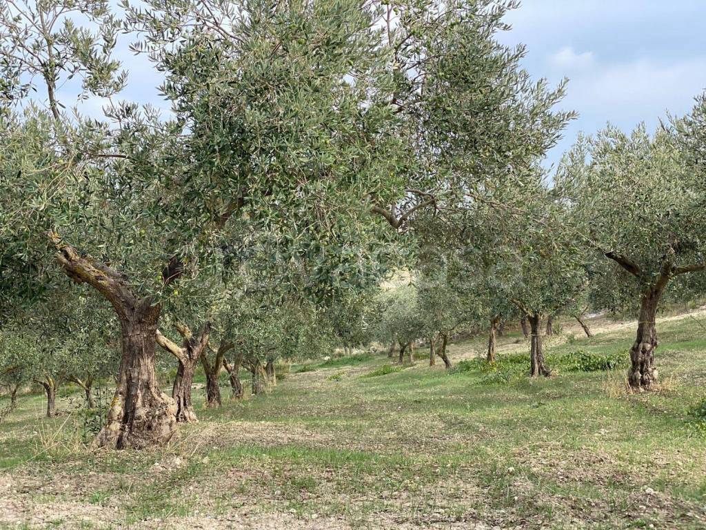 immagine annuncio 1 di 12