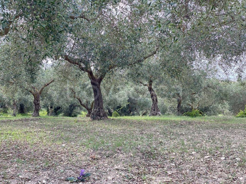 immagine annuncio 4 di 12