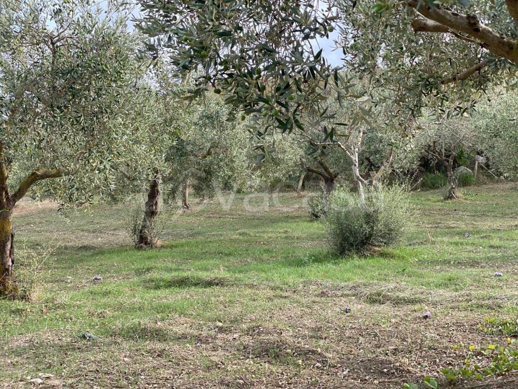 immagine annuncio 5 di 12