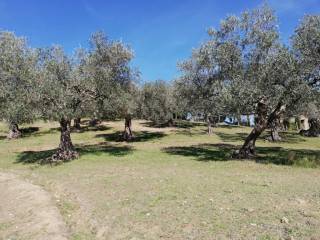 Terreno agricolo in vendita a caiazzo via ponte commissario