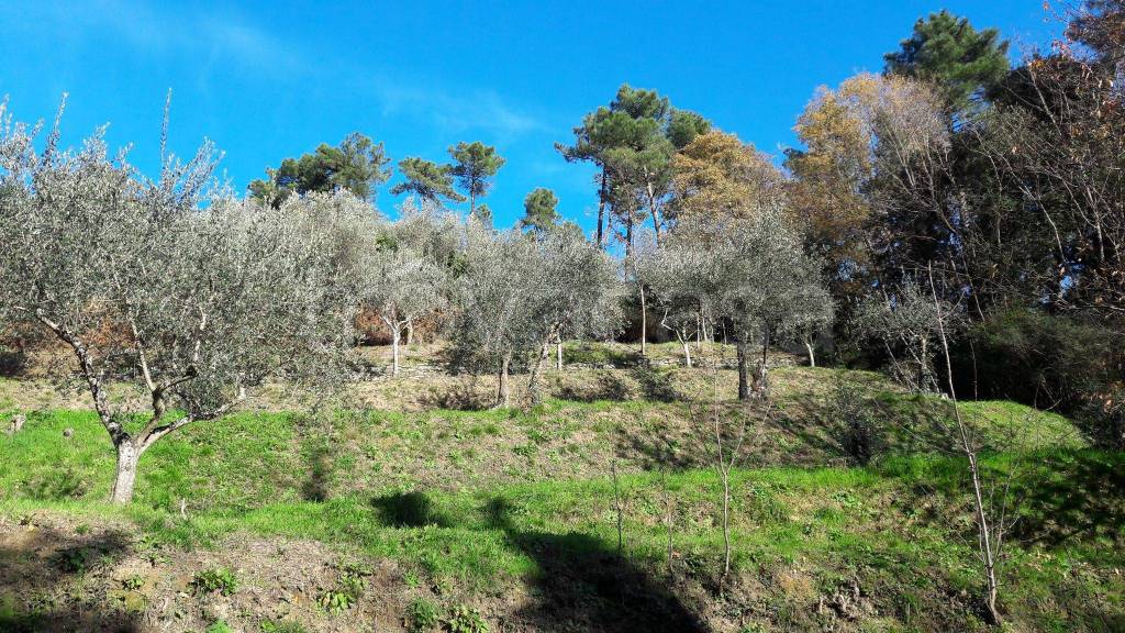 Terreno Agricolo in vendita a Capannori via delle Forbici, 27