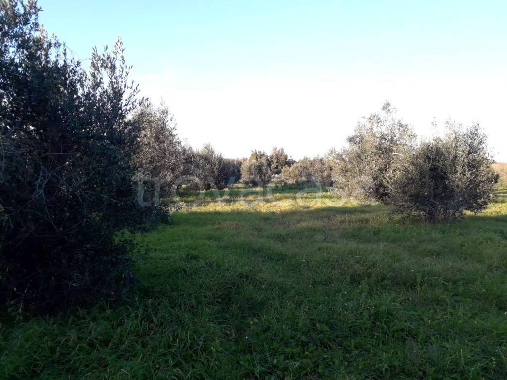 immagine annuncio 6 di 8