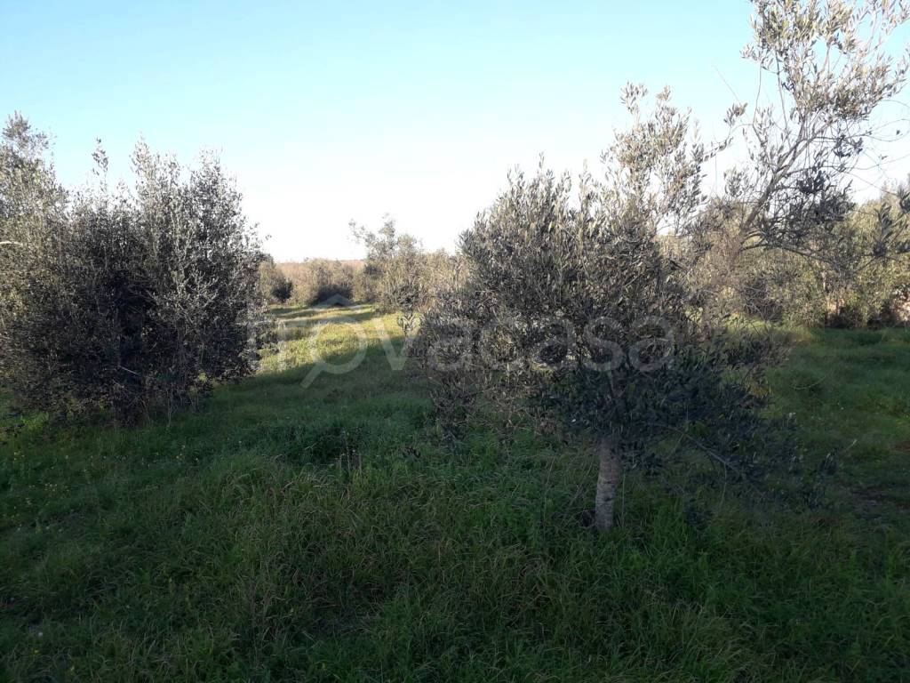 immagine annuncio 7 di 8