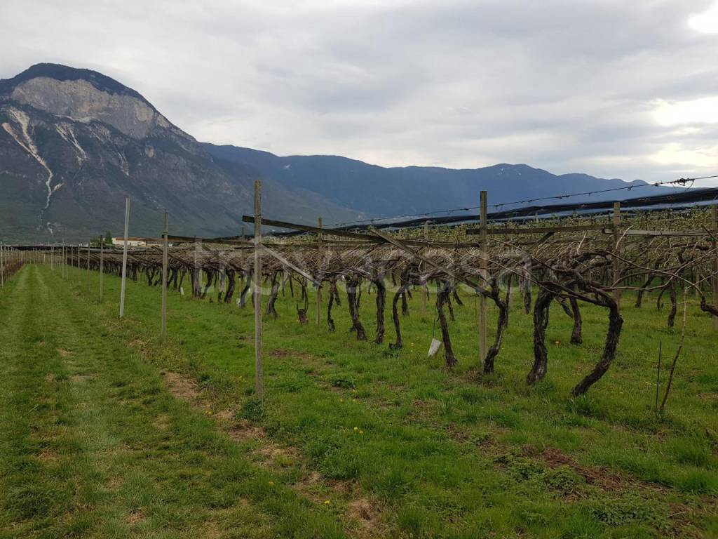Terreno Agricolo in vendita a Cortaccia sulla strada del vino