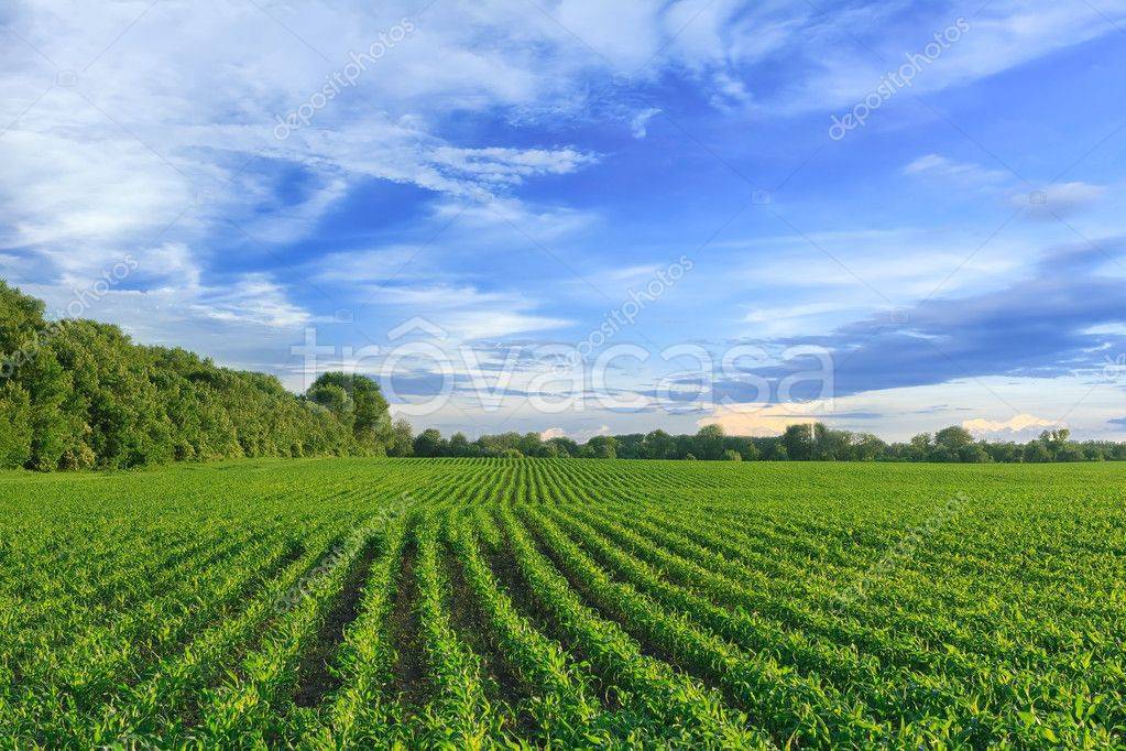 Terreno Agricolo in vendita a Manerbio