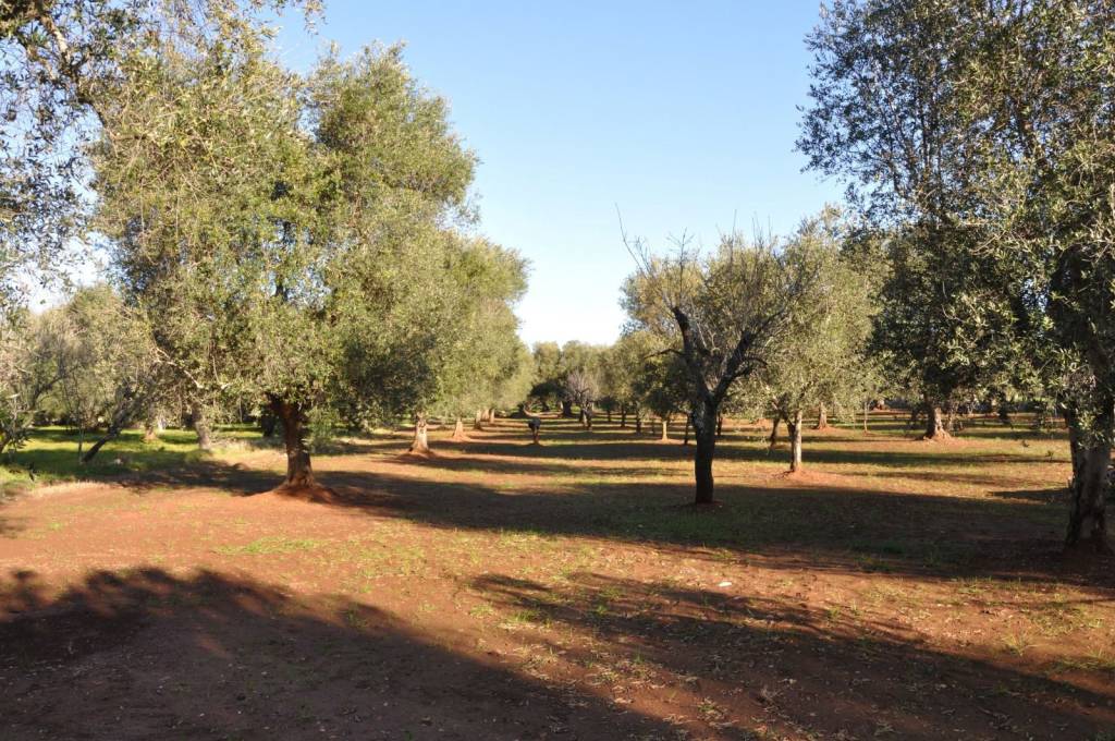 immagine annuncio 3 di 7