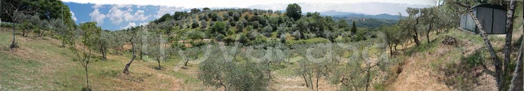 Terreno Agricolo in vendita a Monteleone Sabino via Madoni